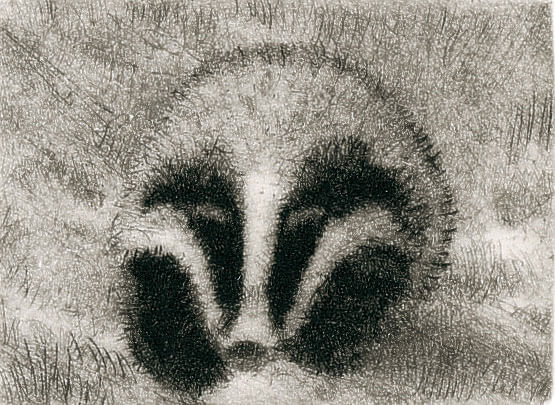 Blaireau dessin de blaireau