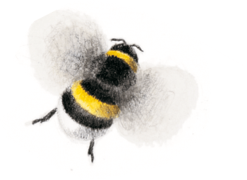 Bourdon terrestre dessin de Bourdon terrestre