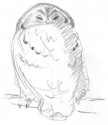 Chouette hulotte dessin de chouette hulotte