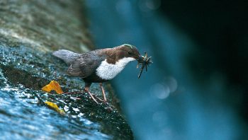 Cincle plongeur Cincle plongeur