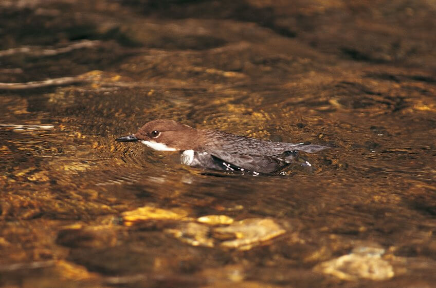 Cincle plongeur Cincle plongeur qui nage