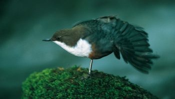 Cincle plongeur Cincle plongeur