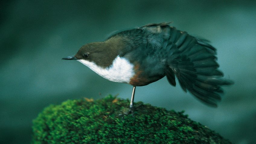 Cincle plongeur qui s'étire