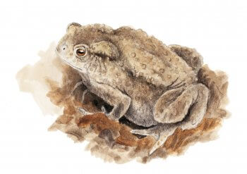 Crapaud commun dessin de Crapaud commun