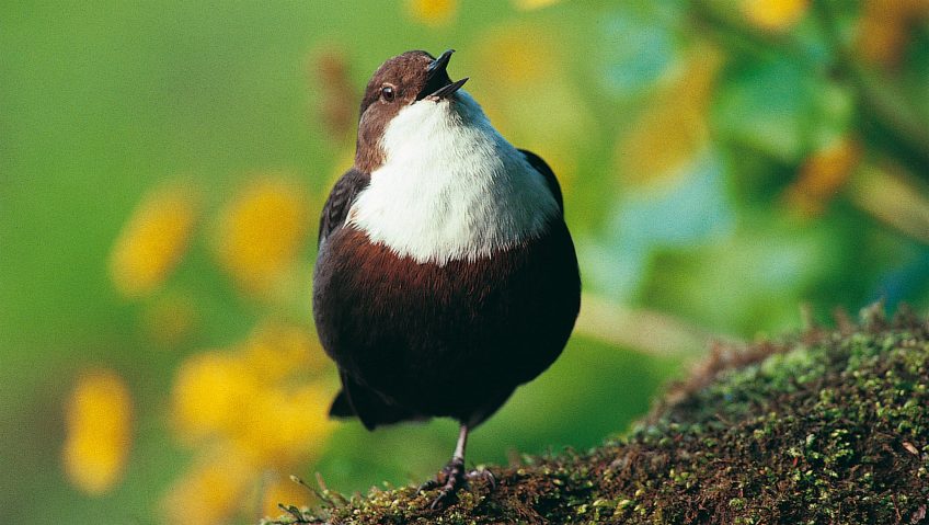 Cincle plongeur qui chante