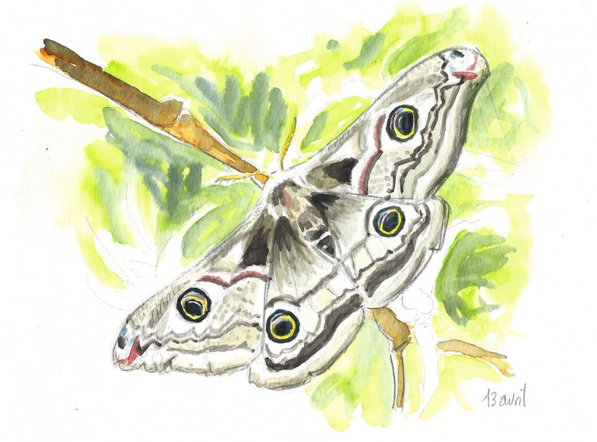 Une semaine, une vie de paon de nuit - La Salamandre