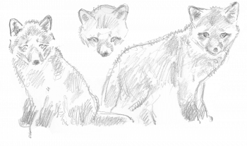 dessins de renardeaux