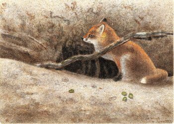 dessin d'un renard