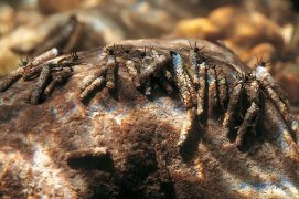 Gammares et larves de phryganes sont parmi les proies les plus fréquemment pêchées par les cincles. / © Michel Roggo