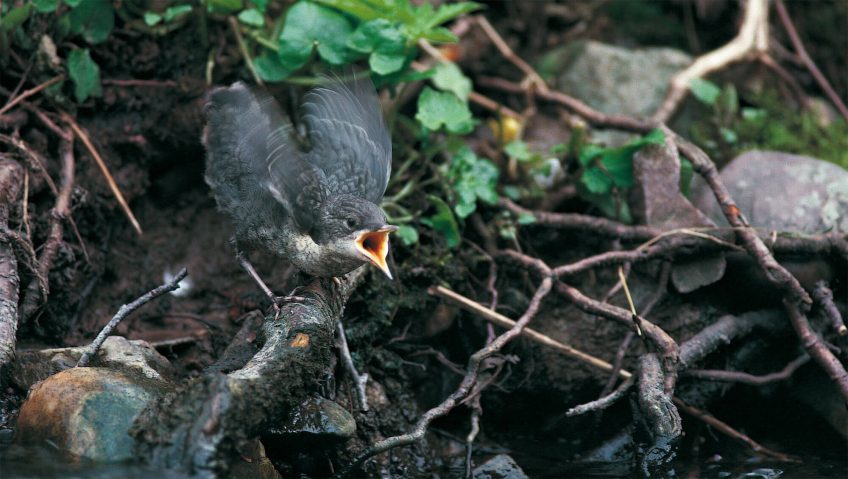Jeune cincle plongeur