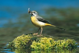 La bergeronnette des ruisseaux se pose souvent sur les mêmes pierres que le cincle. Mais c’est au-dessus de l’eau et souvent en plein vol qu’elle capture
ses proies. / © Fabrice Cahez