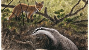 Le blaireau aux horaires réguliers et le renard aux sorties impromptues se croisent rarement. Leurs habitudes semblent suffisamment différentes pour qu’ils puissent voisiner sans grabuge. Le blaireau aux horaires réguliers et le renard aux sorties impromptues se croisent rarement. Leurs habitudes semblent suffisamment différentes pour qu’ils puissent voisiner sans grabuge.