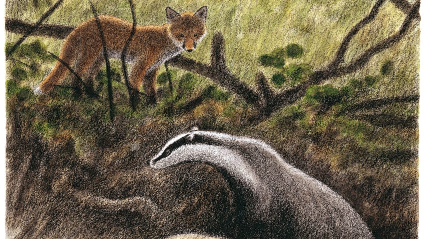 dessin d'un renard et d'un blaireau