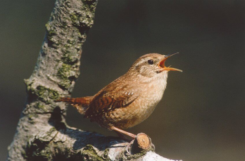 Le chant du cincle rappelle en moins sonore celui de son minuscule voisin virtuose : le troglodyte. A noter aussi que, malgré son surnom de merle d’eau, le cincle n’est absolument pas apparenté au merle noir. troglodyte mignon qui chante