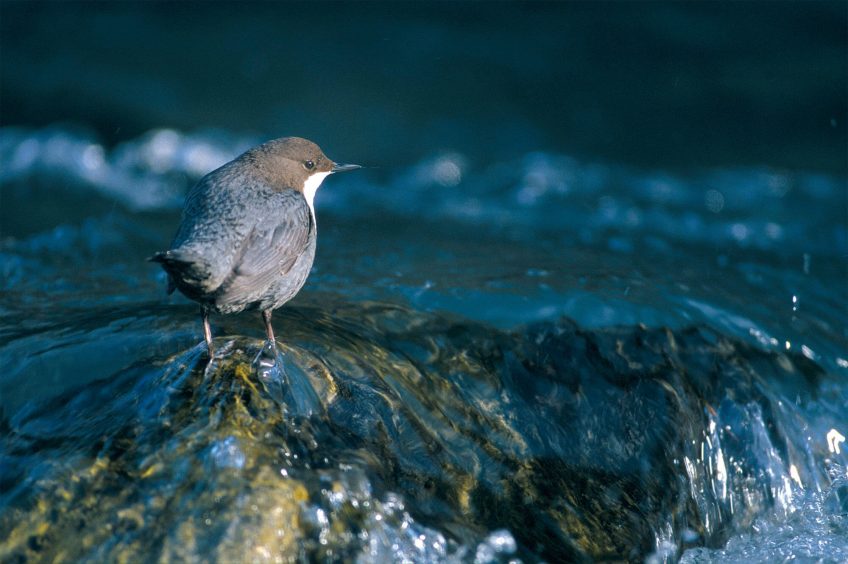 Cincle plongeur au milieu d'une rivière
