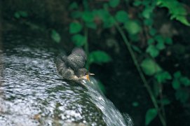 Le développement des jeunes cincles coïncide avec le réchauffement printanier de l’eau. Si à ce moment les proies sont abondantes dans la rivière, les parents auront tout de même fort à faire pour nourrir leurs cinq ados remuants dispersés au fil de l’eau. / © Daniel Magnin