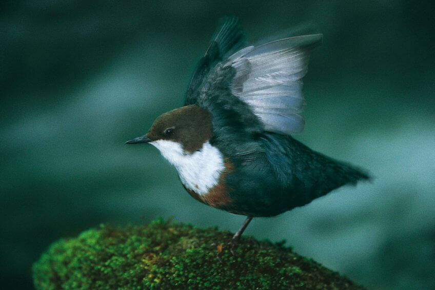 Les ailes courtes et arrondies du merle d’eau lui permettent de voler à toute allure au-dessus de la rivière. Mais sa queue, courte elle aussi, impose des trajectoires rectilignes. Ce n’est qu’en basculant le corps d’un côté ou de l’autre que l’oiseau parvient à suivre les méandres. cincle plongeur