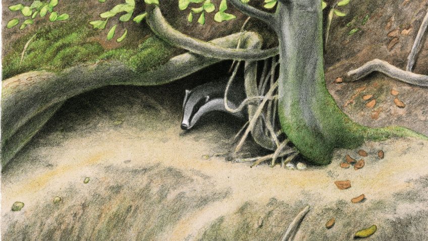 dessin d'un blaireau sortant de son terrier