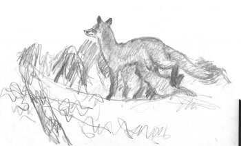 Les renardeaux sortent en avril ou au début mai. Gris dans leurs premières semaines, tout ronds, ils tètent goulûment leur mère, puis bientôt  se disputent les proies qu’elle
leur jette. dessin d'un renard