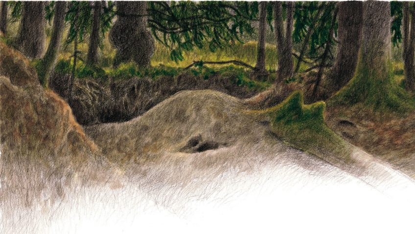 dessin d'un terrier de blaireau