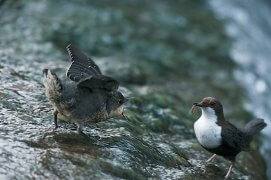 Nourrissage d'un jeune cincle / © Daniel Magnin