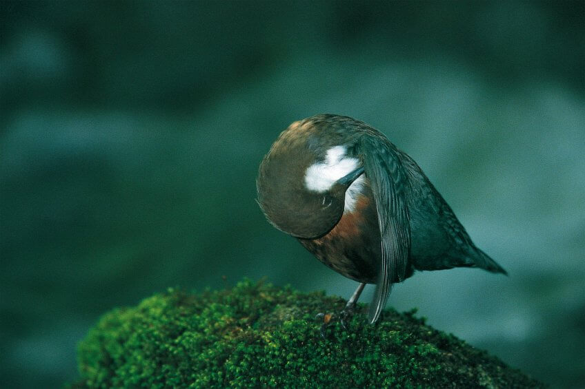 Pour notre scaphandrier d’eau douce, la toilette est une activité vitale. Il passe chaque jour de longs moments à huiler méticuleusement son plumage, qui ainsi demeurera imperméable et isolant. Toilette du cincle plongeur