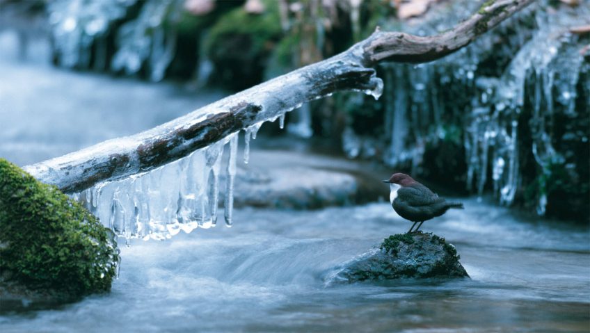 Cincle plongeur perché sur un caillou au milieu d'une riviére