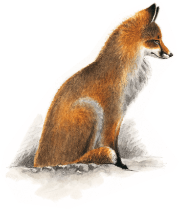 Renard roux dessin de renard roux