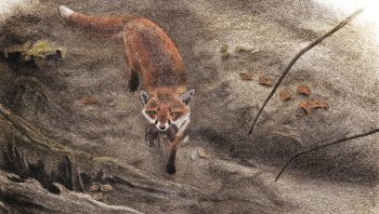 Rôdeur opportuniste, le renard peut manger de tout. Mais ce sont les campagnols qui forment en toute saison son plat de résistance. Rôdeur opportuniste, le renard peut manger de tout. Mais ce sont les campagnols qui forment en toute saison son plat de résistance.