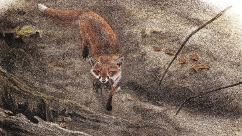 dessin d'un renard qui a capturé des campagnols