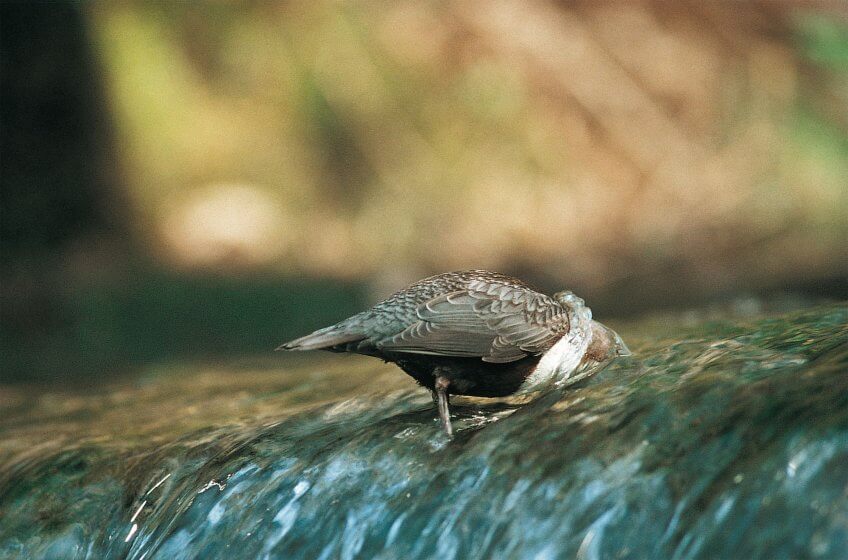 Seul passereau à la fois plongeur et nageur, le cincle est capable de traverser des chutes d’eau en plein vol. Son plumage renforcé par 50 % de plumes isolantes le protège des eaux les plus froides, tandis que narines et oreilles se referment à chaque plongée. Cincle plongeur