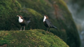 Une proie au bec, le mâle surexcité se dresse sur ses pattes et bat des ailes. La femelle réplique en pointant tout son corps à la verticale. Une proie au bec, le mâle surexcité se dresse sur ses pattes et bat des ailes. La femelle réplique en pointant tout son corps à la verticale.