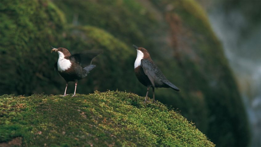 Couple de cincle plongeur