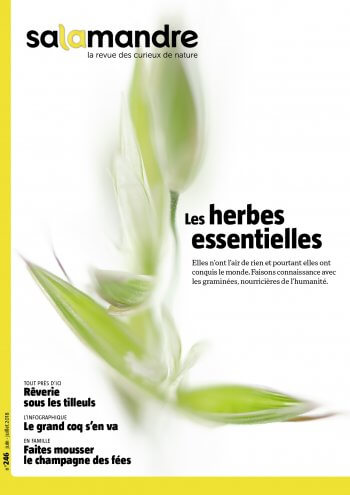 Couverture de La Salamandre n°246