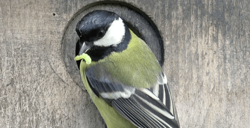 mésange charbonnière au nichoir