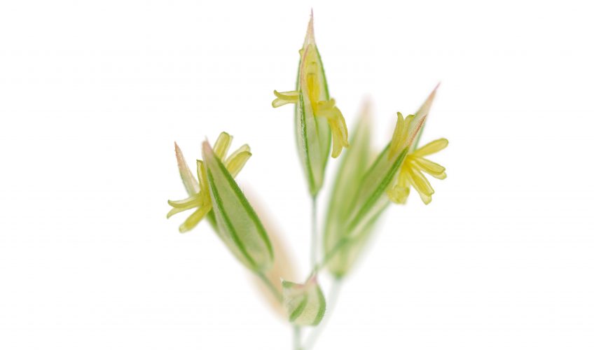 fleur de gramineé - La Salamandre