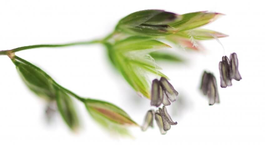 Fleur de graminée - La Salamandre