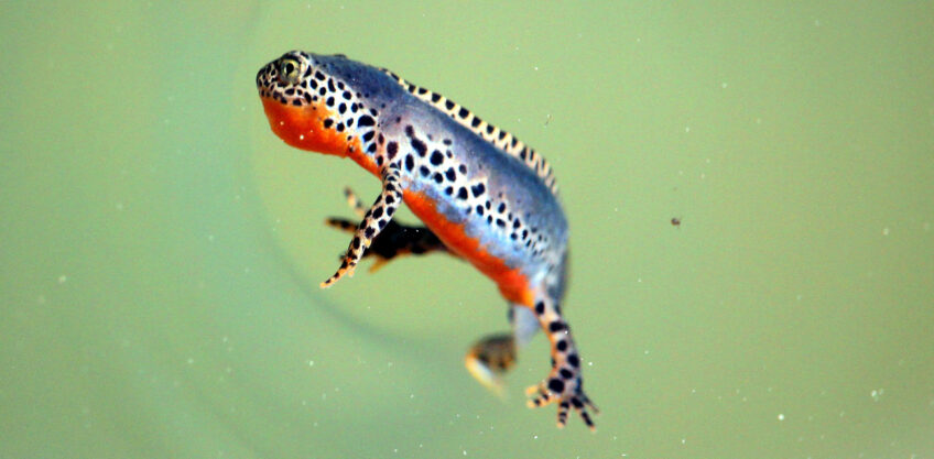 triton alpestre sous l'eau