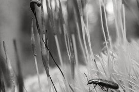 A portée de main
Dans cette mousse charnue
Toute la forêt / © Vincent Delfosse
