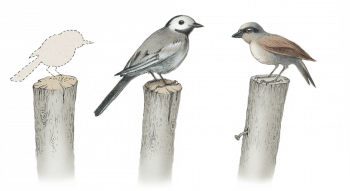 Pourquoi les oiseaux des champs disparaissent-ils ? - La Salamandre