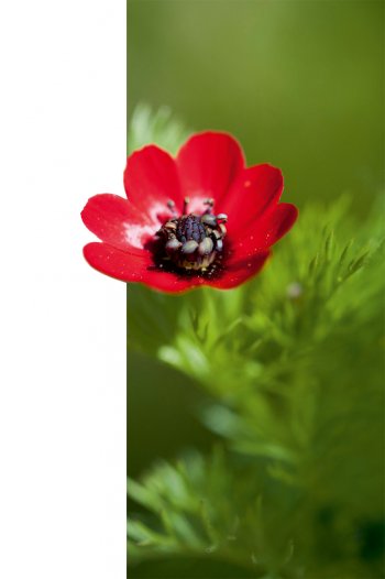 Adonis d'automne Adonis d'automne plante messicole