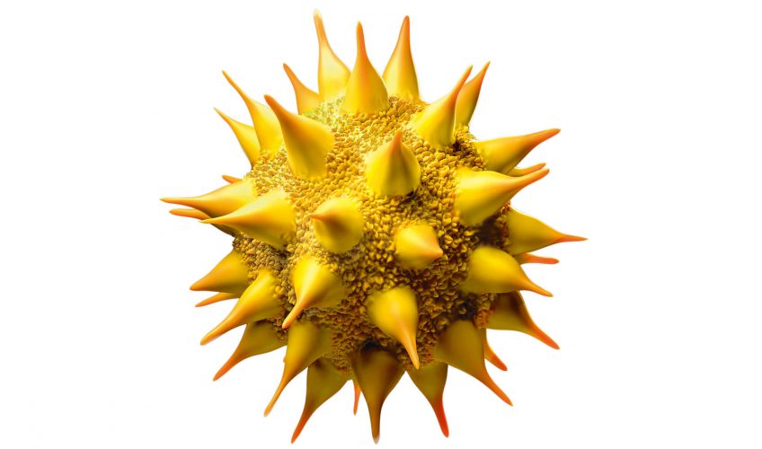 Grain de pollen