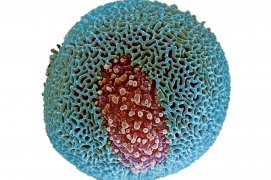 Grain de pollen