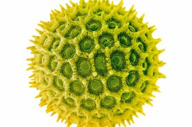 Grain de pollen