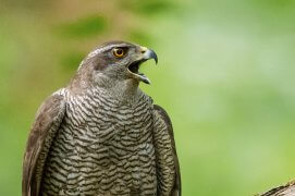 Autour des palombes / © Eric Médard