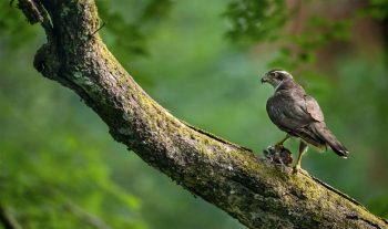 Autour des palombes mâle. 
Forêt de Mayenne (Mayenne), le 28 juin 2017 à 20h54. Autour des palombes mâle. 
Forêt de Mayenne (Mayenne), le 28 juin 2017 à 20h54.