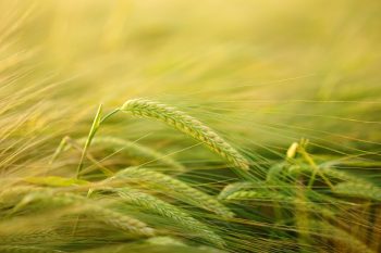 épis d'orge, une des premières céréales cultivées 