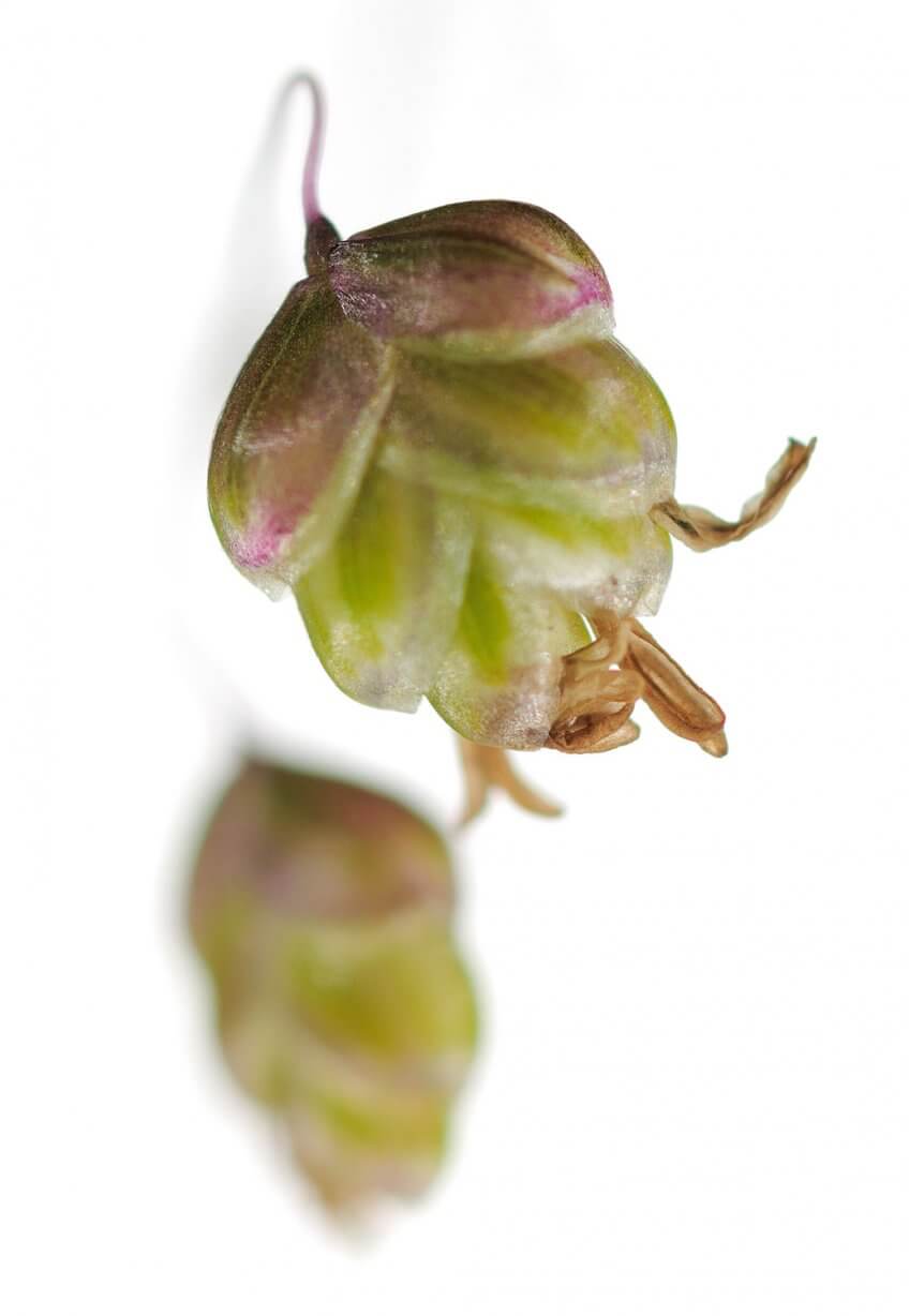 fleur de Brize intermédiaire - La Salamandre