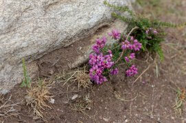 Bruyère cendrée / © Fleur Daugey 