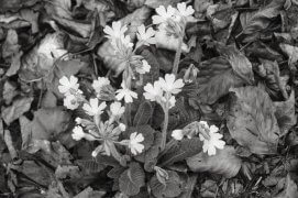 Cette année aussi
Je me penche jusqu’à vous
Premières primevères / © Vincent Delfosse